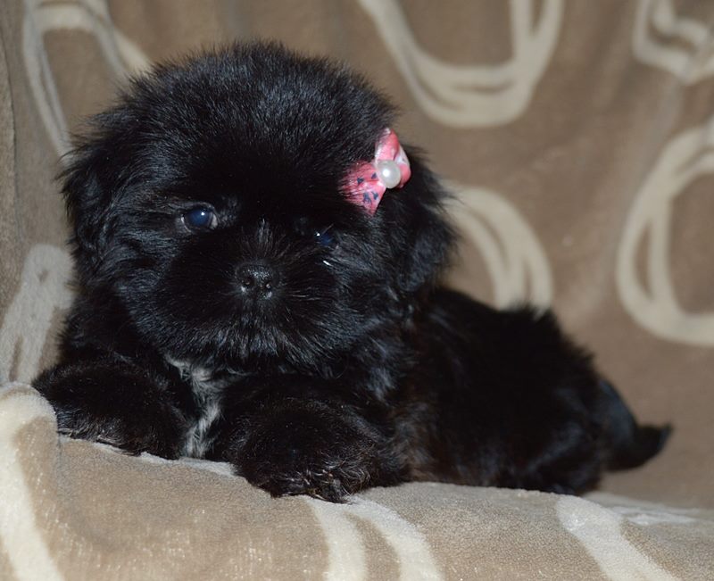 venda filhote de shih tzu